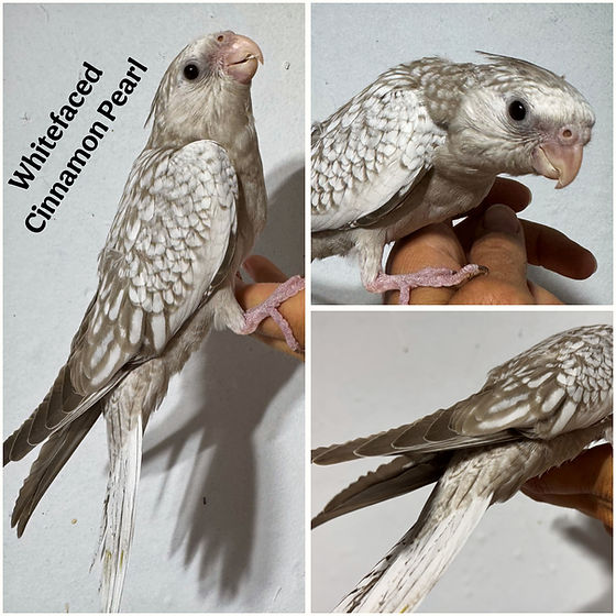 Hand-fed White-Faced Cinnamon Pearl Cockatiel Baby | Birdie Bird
