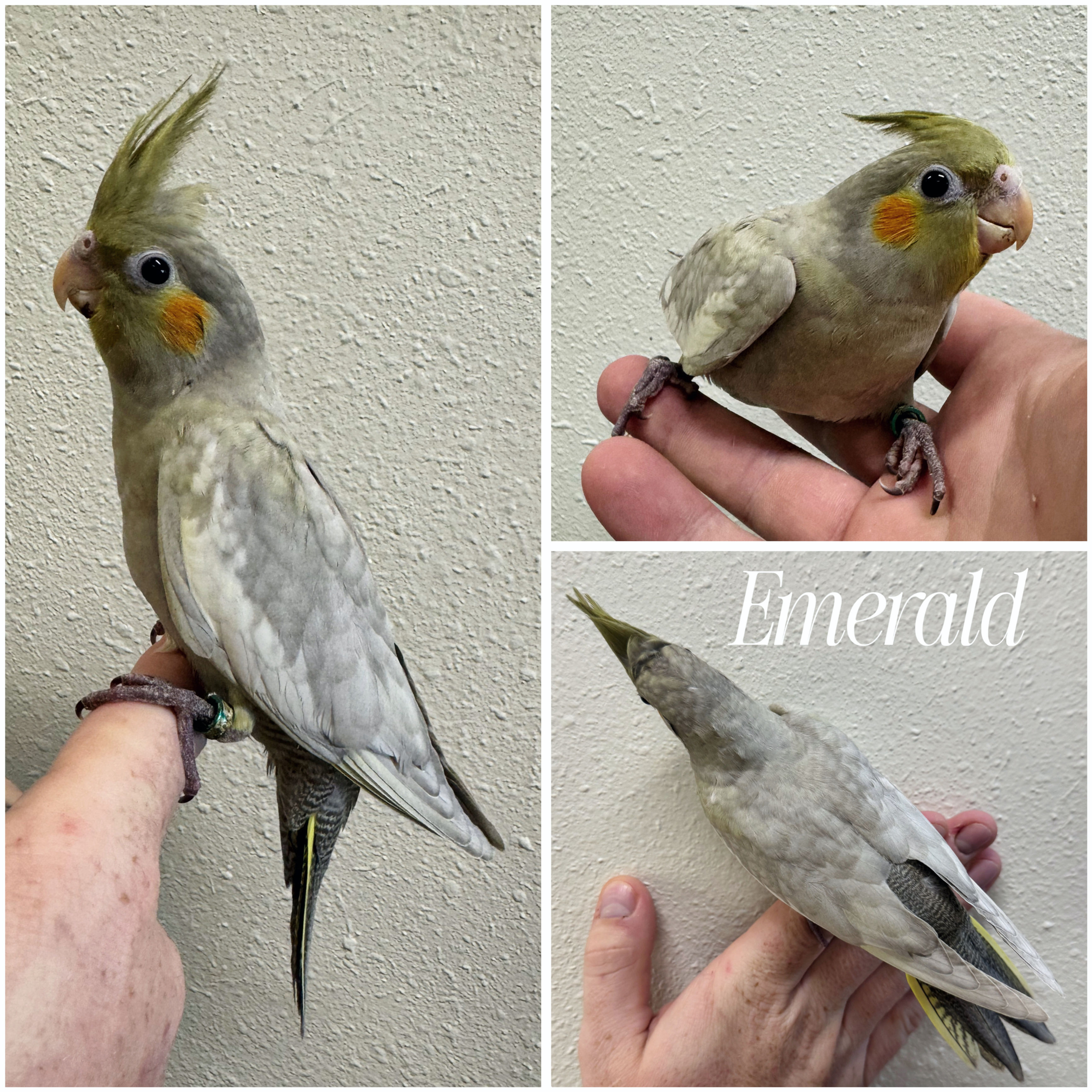 Hand-Fed Emerald Cockatiel Baby