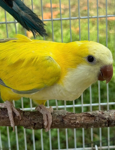 Hand-fed Green Crossover Quaker | Birdie Bird Aviary