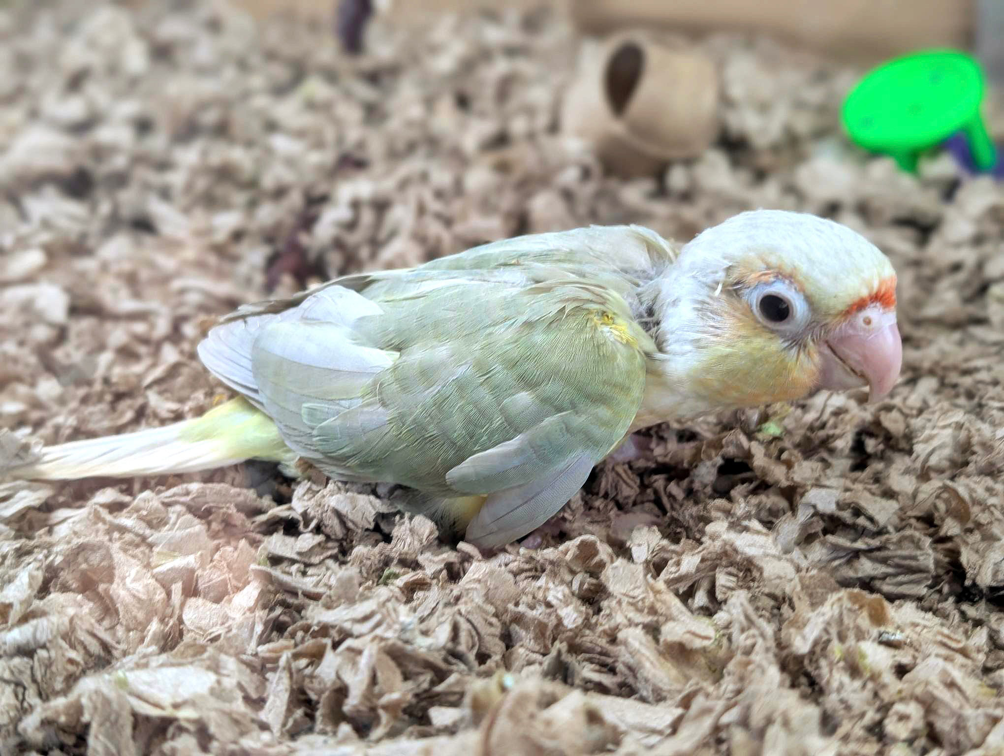 Hand-Fed Moon Cheek Conure Baby