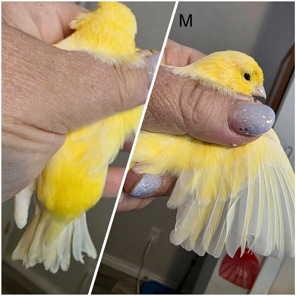 Canary