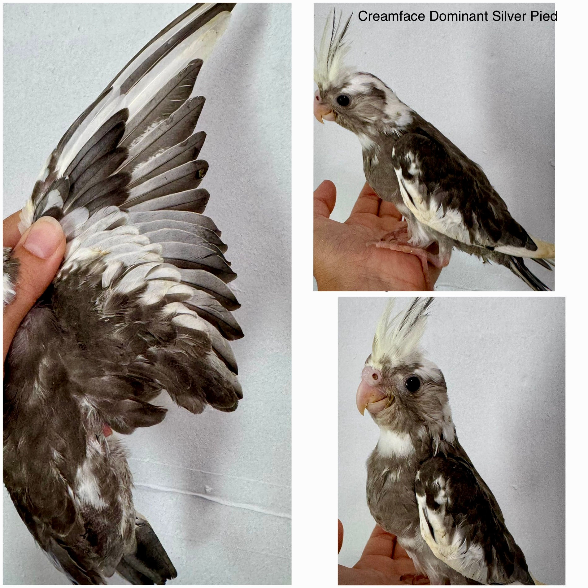 Cream-faced Dominant Silver Pied Hand-fed Cockatiel Baby