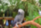 DOC African Grey (3).jpg