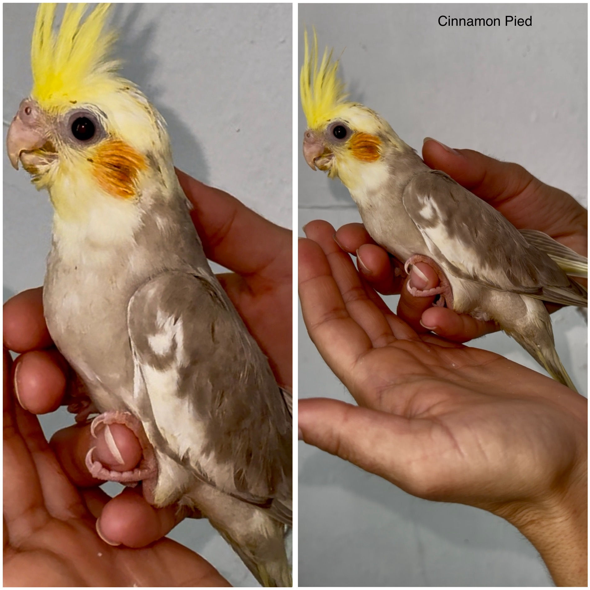 Cinnamon Pied Hand-fed Cockatiel Baby