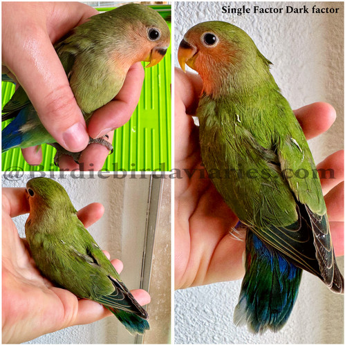 Pied Lutino African Lovebirds Beauty Love Bird Lutino Type Bright