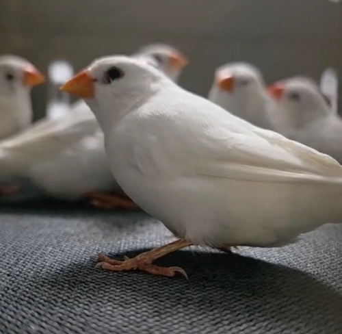 White Zebra Finch | Birdie Bird Aviary