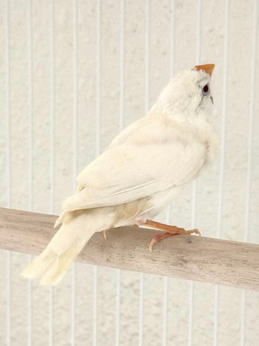 White Zebra Finch | Birdie Bird Aviary