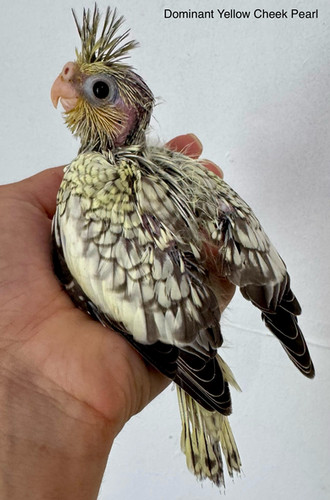 Dominant Yellow Cheek Pearl Hand-Fed Cockatiel Baby Birdie Bird