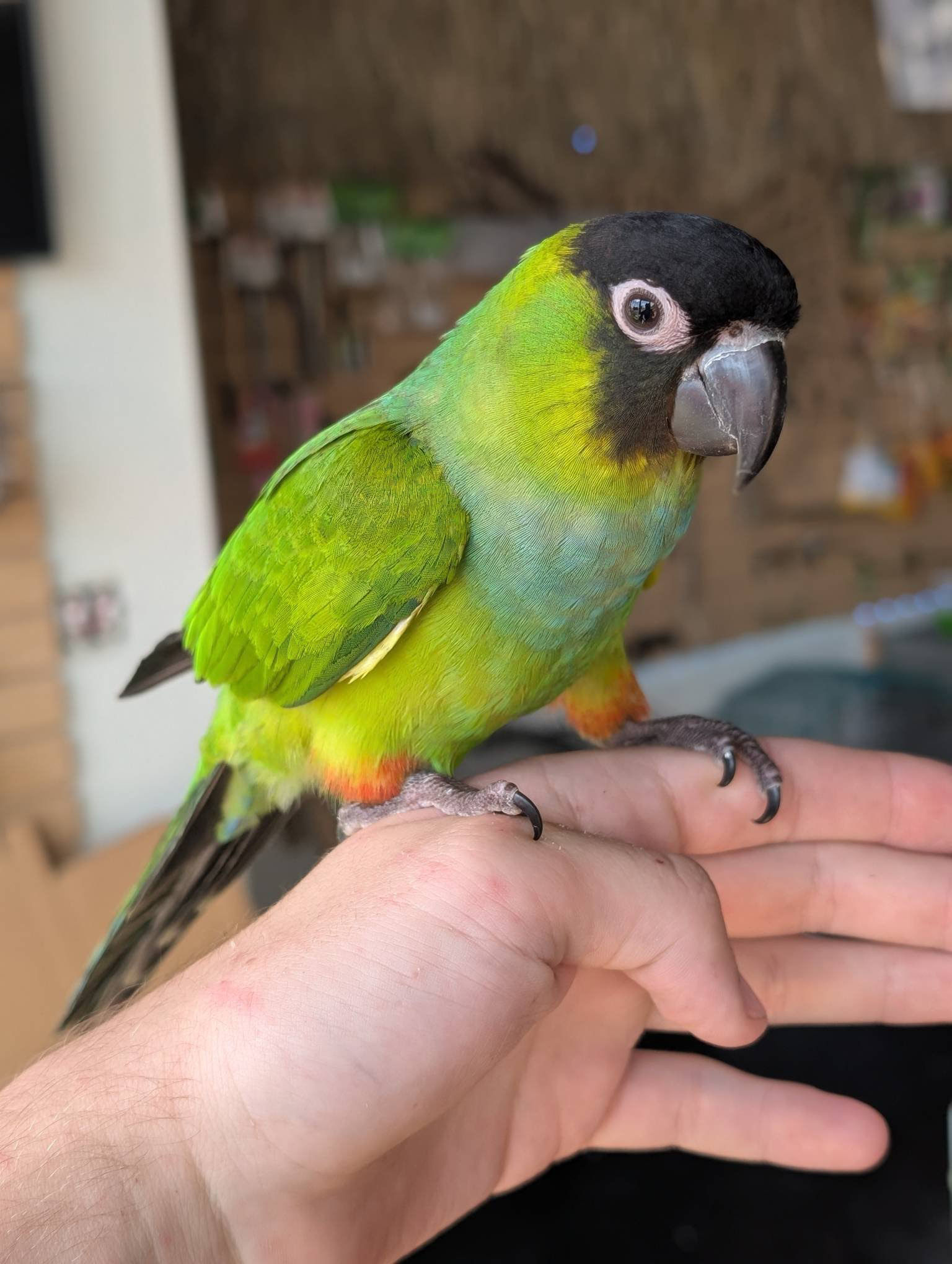 Hand-fed Nanday Conure Baby