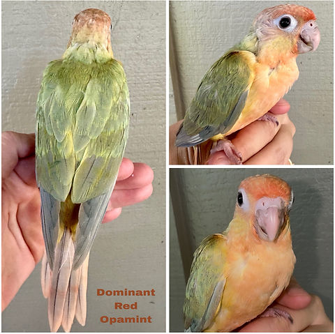 Dominant Red Opamint Green Cheeked Conure Baby Hand-fed Birdie