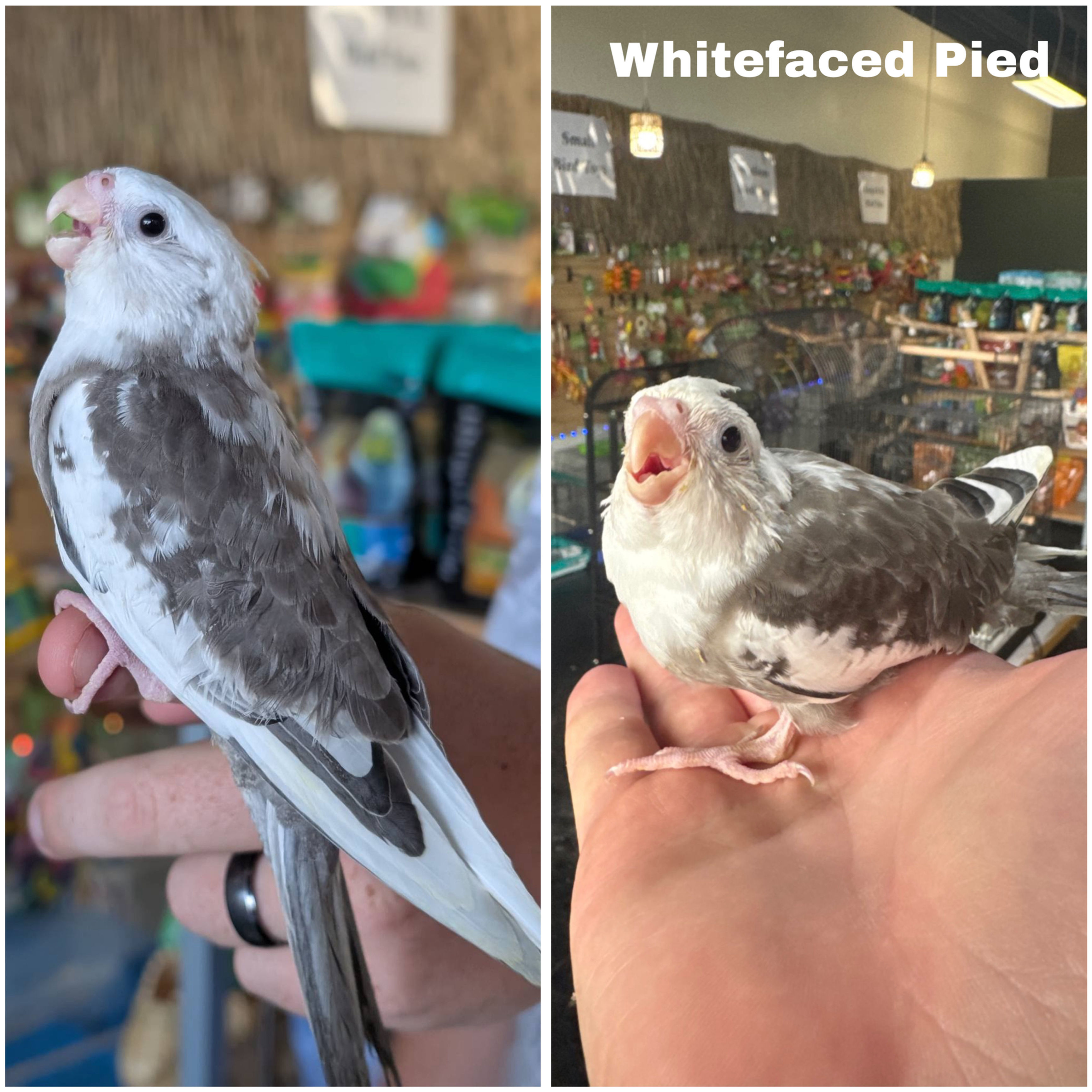 Hand-fed White Faced Pied Cockatiel Baby