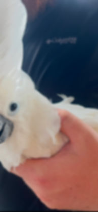 Hand-fed Umbrella Cockatoo 
