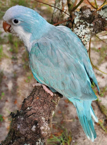 Hand-fed Blue Opaline Quaker Birdie Bird Aviary