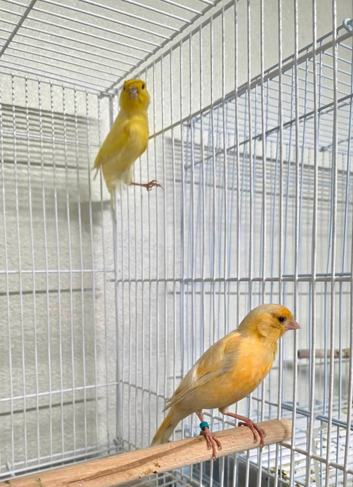 Canary