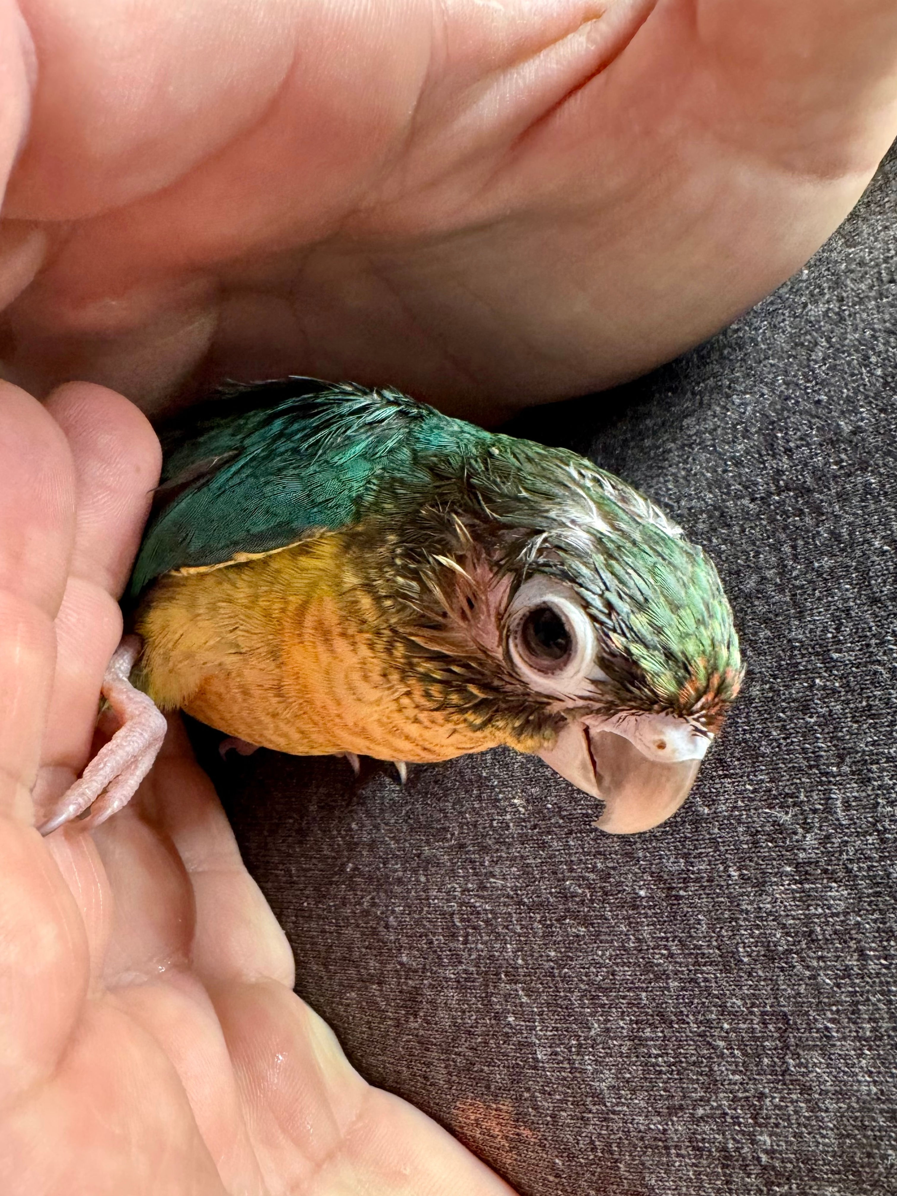Hand-fed Dominant Red Turquoise Yellowsided Green Cheeked Conure Baby