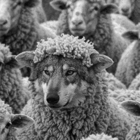 sheepy wolf.gif
