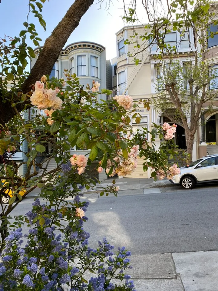 Rose bushes in front of a scenic San Francisco street