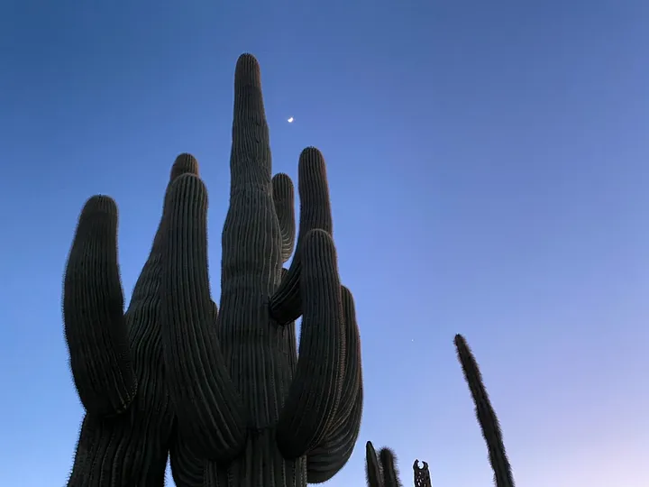 A view of cactus plants and the moon in Arizona