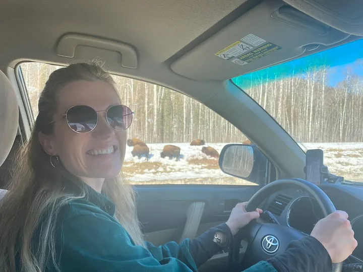 Driving the Alcan highway, stopping in front of a field of bison