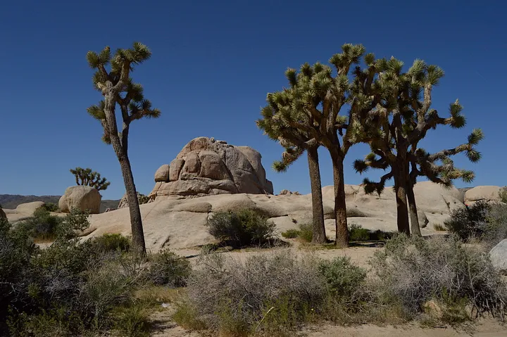 A scenic view in Joshua Tree