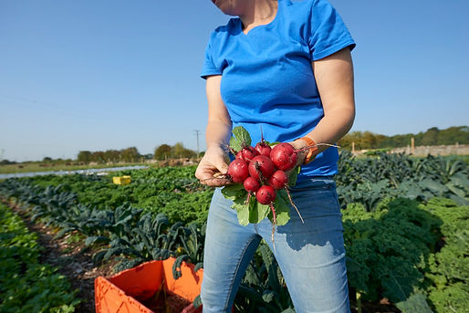 20200916_CotsMarketGarden_Card2_429.jpeg
