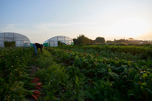 20200916_CotsMarketGarden_Card2_216.jpeg