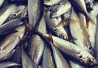 鮮魚販売 アジ、イワシ