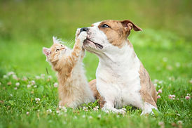 犬猫の専門診療