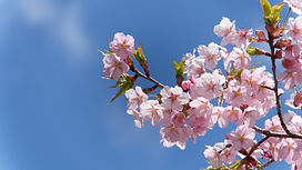 桜と青空