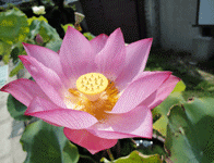 寺院内の植物