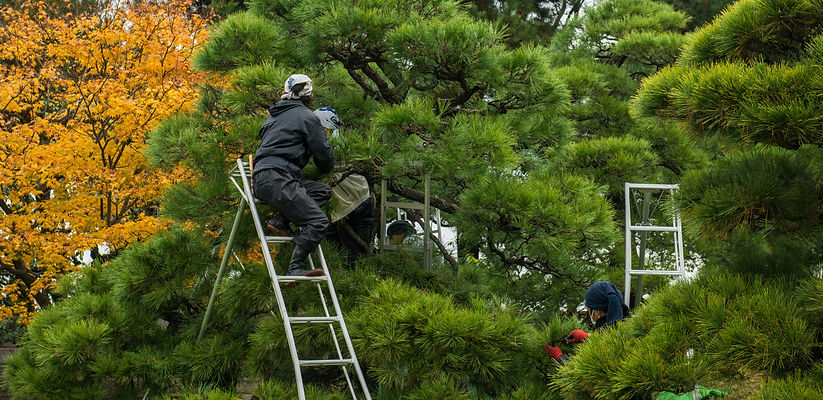 剪定作業