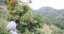 手間暇かけた柚子しぼり作業