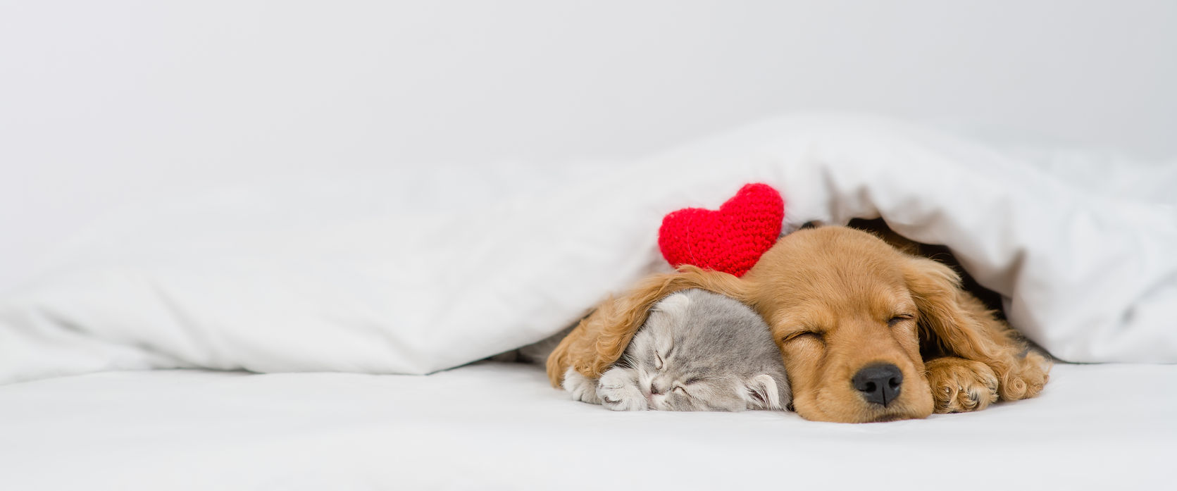 いぬ＆ねこ