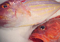 春のお魚(イトヨリ、メバル、キンメダイ)