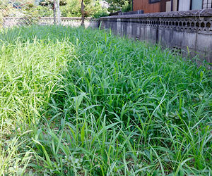 雑草の生えた庭