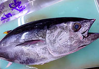 鮮魚販売 ヨコワ