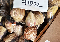 店頭販売 国産ハマグリ