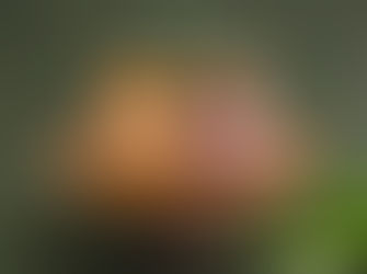 コンフィチュール（いちごライムとパッションマンゴージンジャー）販売開始