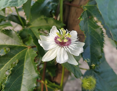 foetida grenoble.jpg