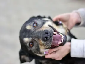 Does Kibble Clean Your Pet’s Teeth? Facts and Myths Around Pet Dental Health