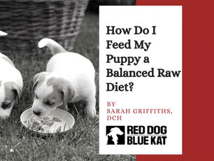 How Do I Feed My Puppy a Balanced Raw Diet