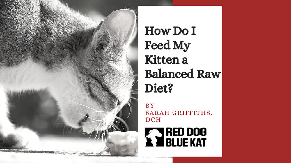 kitten raw diet