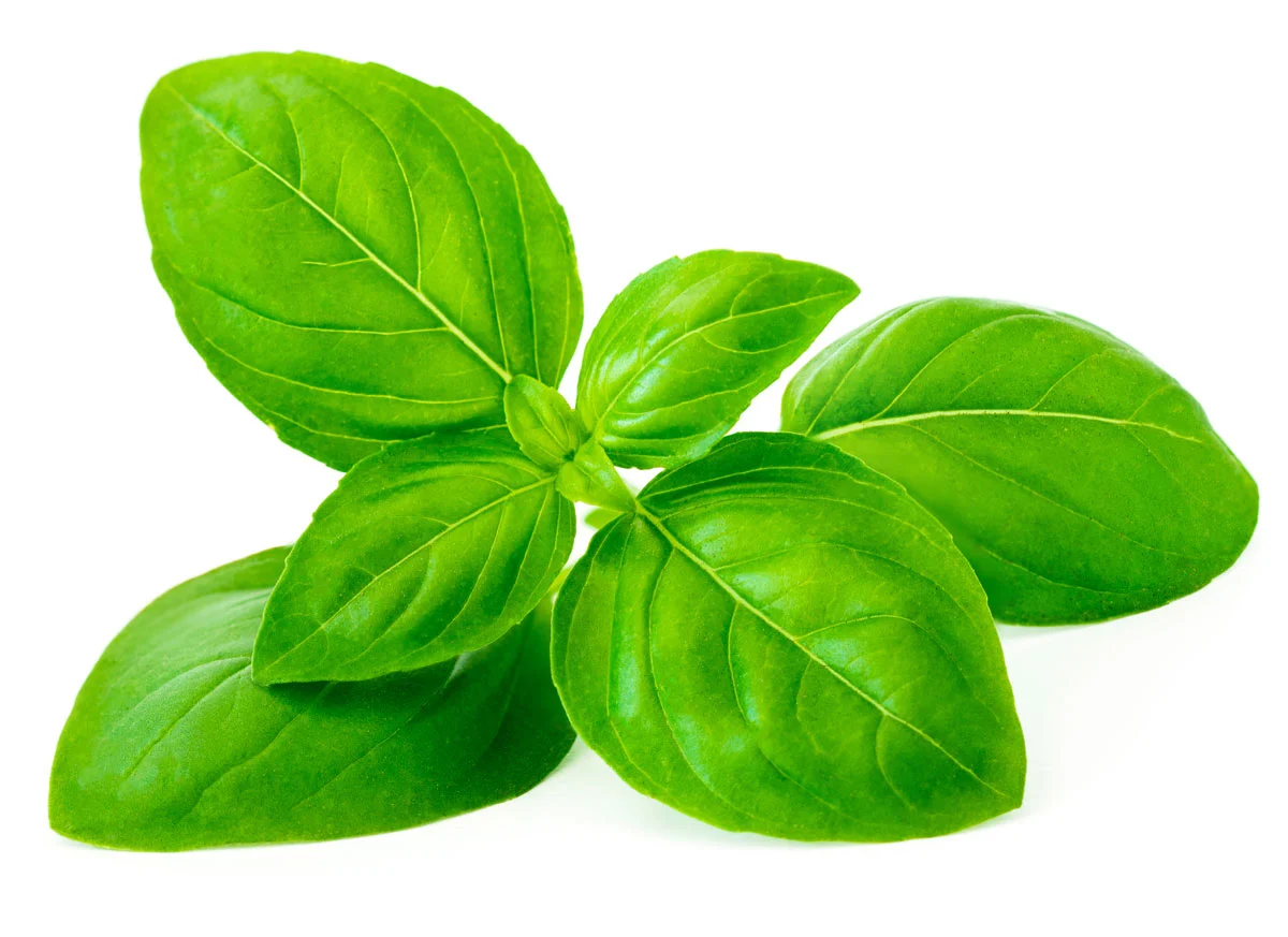 fresh basil pet-safe herbs