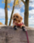 Small dog with dog booties resting on a log to keep paws cool
