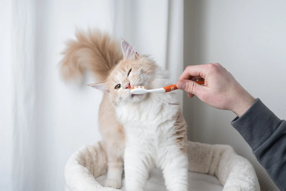 Long-haired orange and white cat sniffing an orange toothbrush behind held by a person