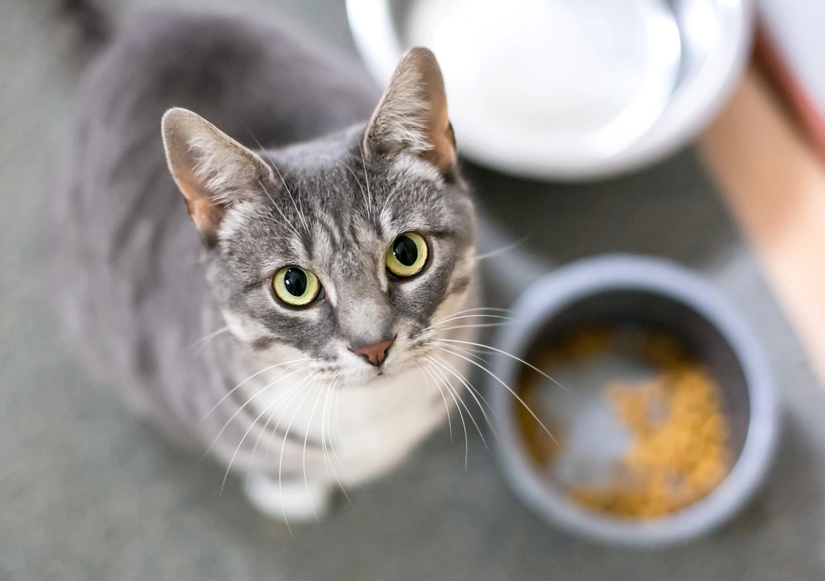 4 Steps To Help Your Fat Cat Lose Weight Part 2 Red Dog Blue Kat