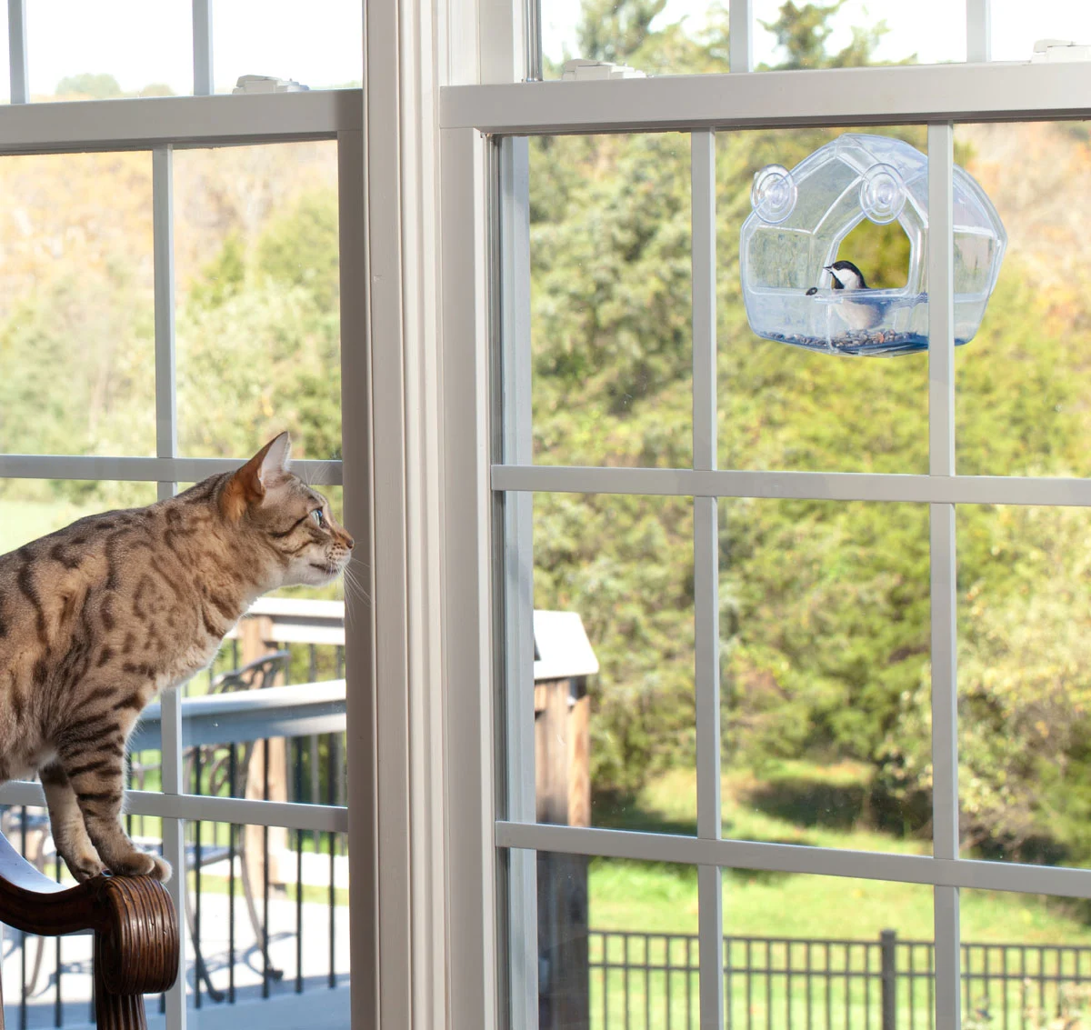 clear window attached bird feeder cat enrichment