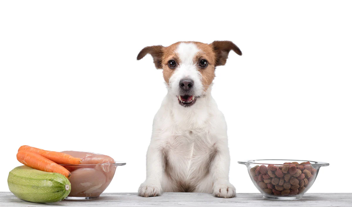 jack russell terrier dog choosing between fresh food and dry kibble