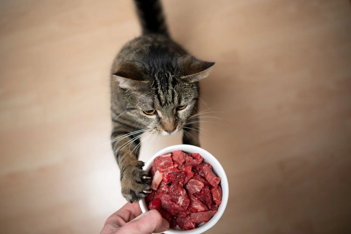 tabby cat reaching for a dish of raw meat