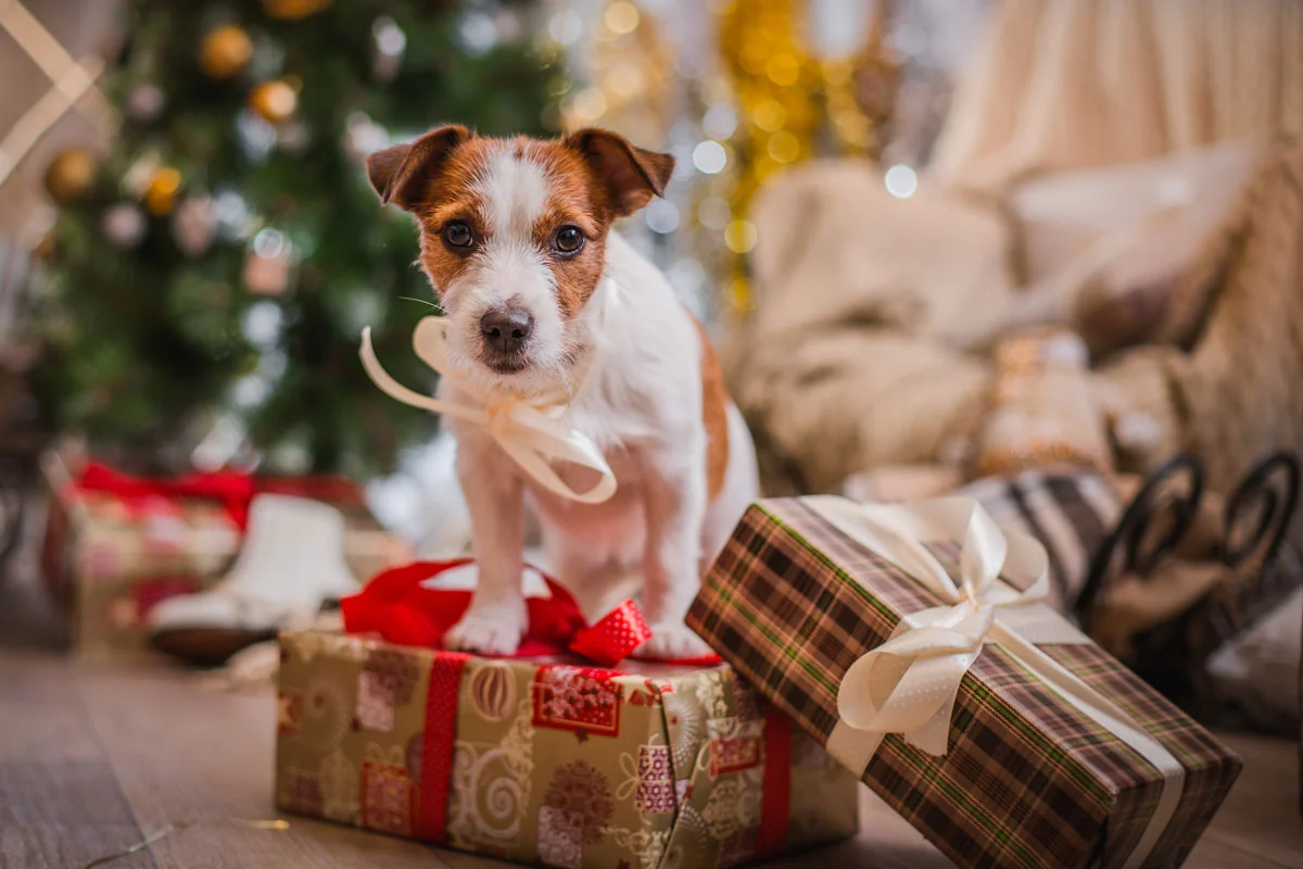 2022 Holiday Gift Guide for Healthy Happy Dogs